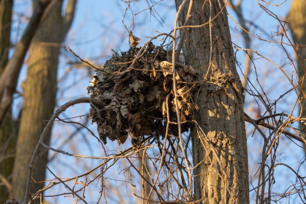 Ludia si ich vsimaju coraz castejsie Zahadne hniezda v korunach stromov
