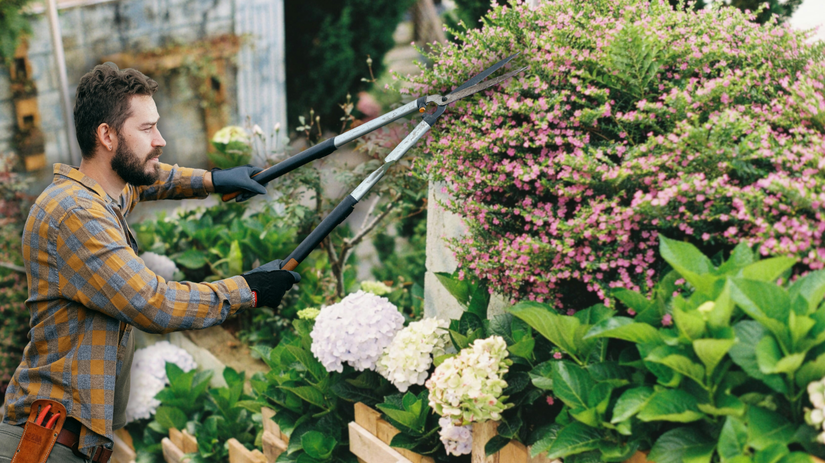 Najcastejsia chyba v zahrade Omladenie okrasnych krikov