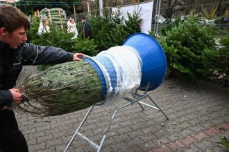 Vyberate zivy vianocny stromcek V roku 2025 su ceny jedli vysoke