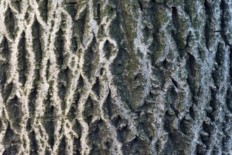 Ako vystrel z pistole vybuchujuce stromy nie su tym cim sa zdaju byt vedci vysvetluju sokujuci zimny jav