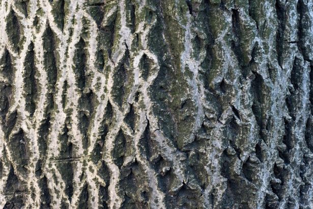 Ako vystrel z pistole vybuchujuce stromy nie su tym cim sa zdaju byt vedci vysvetluju sokujuci zimny jav