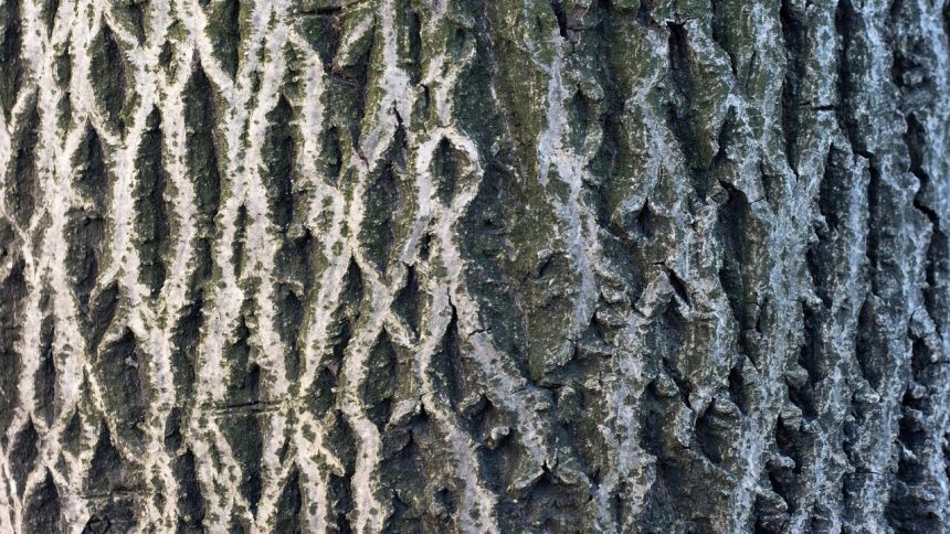Ako vystrel z pistole vybuchujuce stromy nie su tym cim sa zdaju byt vedci vysvetluju sokujuci zimny jav