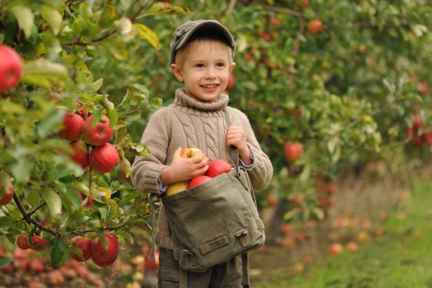 Mate malo miesta no chcete ovocie Tento tvar stromov premiena male zahrady na urodne