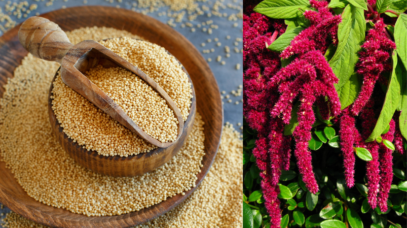 Podpora travenia kosti a svalov tato potravina je mimoriadne vhodna pre seniorov aj pri obmedzeniach v strave