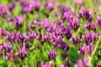 Zbohom stresu a oslabenej imunite