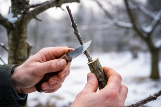 Zimne stepenie ovocnych stromov chyby zahradkarov