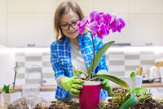 orchidea nekvitne hoci vyzera zdravo najcastejsie priciny a ako ich odstranit