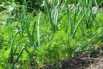 Mrkva a cibula Silna dvojica na zahonke ktora zvladne to co casto nezvladnu ani postreky