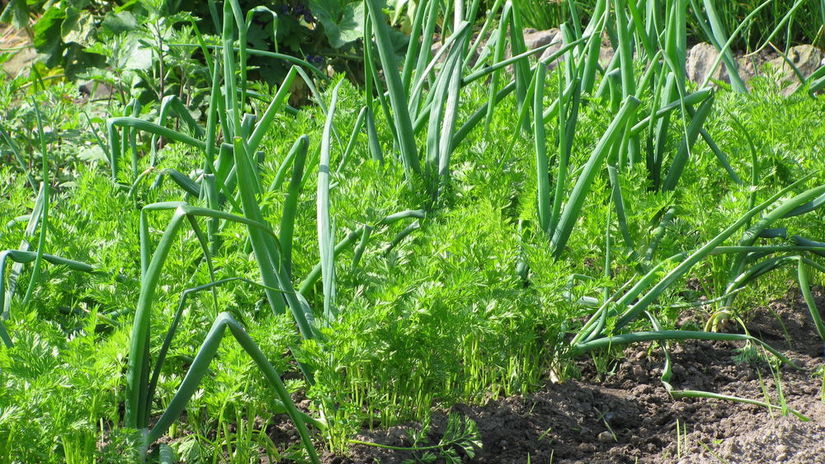 Mrkva a cibula Silna dvojica na zahonke ktora zvladne to co casto nezvladnu ani postreky