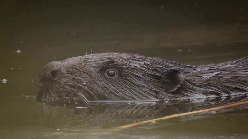 Nasi predkovia prezili vdaka bobrovi prezijeme aj my