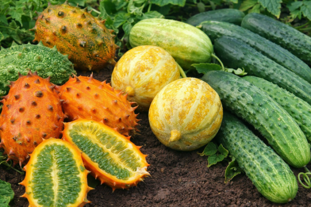 Uhorky ktore nerobia problemy nehorknu su odolnejsie a prinasaju spolahlivu urodu