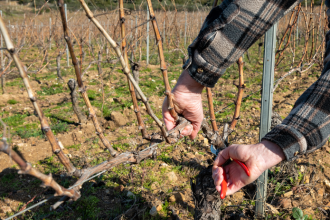 Zimny rez vinica ovplyvnuje urodu Kedy strihat a preco sa neoplaty cakat do jari