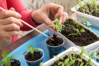 priesady z parapetu byvaju slabe a vytiahnute tychto 8 krokov vam pomoze ziskat silne rastliny