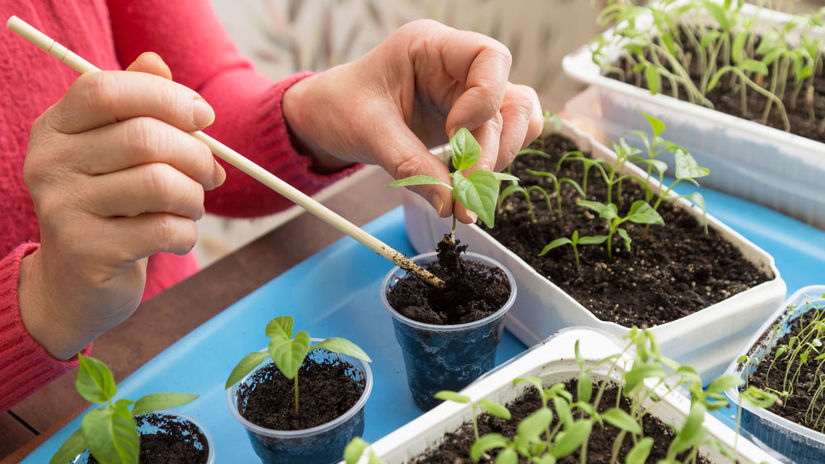 priesady z parapetu byvaju slabe a vytiahnute tychto 8 krokov vam pomoze ziskat silne rastliny