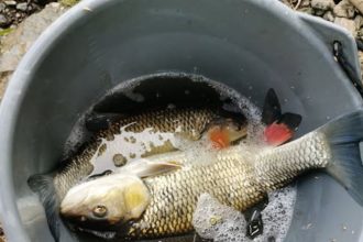 tychto slovenskych ryb sa vyvarujte su plne arzenu sposobuju rakovinu najma pluc a pecene skodia aj srdcu a cievam