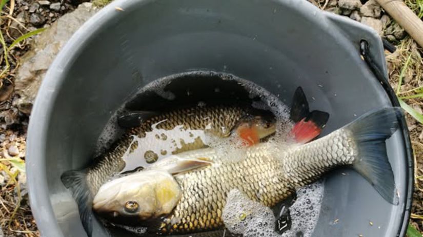 tychto slovenskych ryb sa vyvarujte su plne arzenu sposobuju rakovinu najma pluc a pecene skodia aj srdcu a cievam