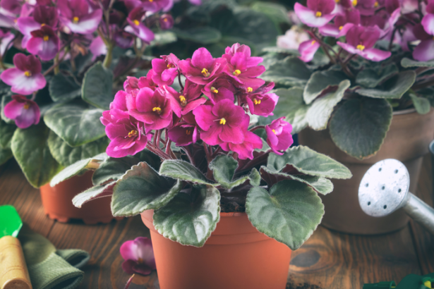 Africke fialky nekvitnu Najcastejsie chyby ktore z nich robia len zelene rastliny bez kvetov