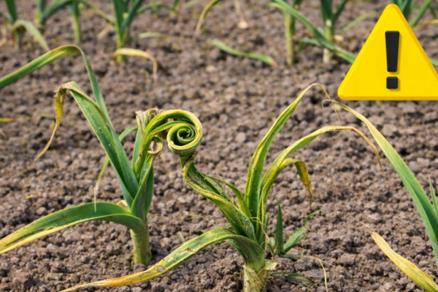 Fuzavka cesnakova zacina lietat uz skoro na jar vysadby treba zakryt skor nez napadne rastliny