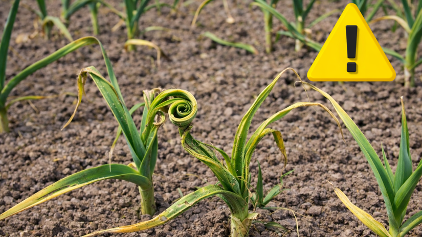 Fuzavka cesnakova zacina lietat uz skoro na jar vysadby treba zakryt skor nez napadne rastliny