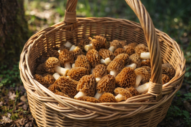 Jarne huby uz rastu objavuju sa smrckovce aj usaky sezona zacina skor nez oakavate