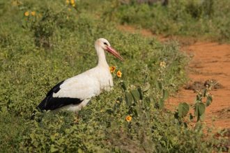 Lov bocianov v Afrike narasta slovenske vtaky zimuju v oblastiach kde ich predavaju na trhoch
