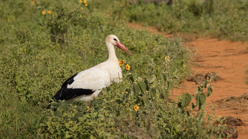 Lov bocianov v Afrike narasta slovenske vtaky zimuju v oblastiach kde ich predavaju na trhoch