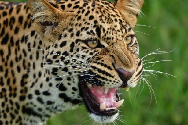 Meditacia v jaskyni sa skoncila tragicky ceskeho mnichanapadol leopard zraneniam podlahol