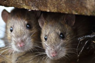 aj klonovanie ma svoje limity potvrdil to 20 rocn pokus s myami
