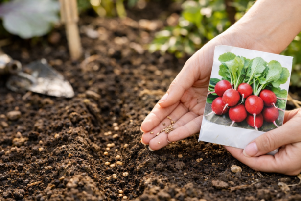 co siat v march tuto zeleninu mozete vysiat na hriadku uz na zaciatku jari