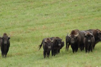 rarita slovenskej prirody sctenie zubrov v poloninach sa skoncilo