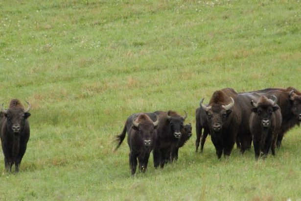 rarita slovenskej prirody sctenie zubrov v poloninach sa skoncilo