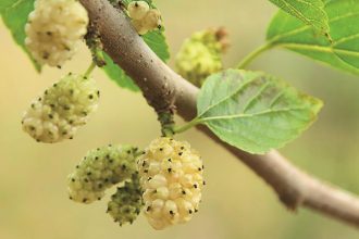 Moja hladina cukru v krvi je teraz na stabilnej urovni