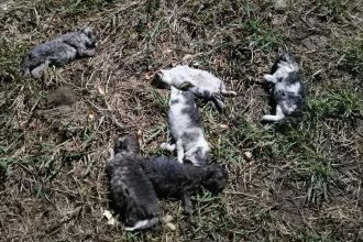 Ohavny cin policia ziada o pomoc preveruje pripad umrtia deviatich maciatok