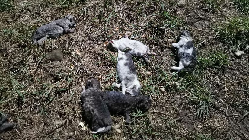 Ohavny cin policia ziada o pomoc preveruje pripad umrtia deviatich maciatok