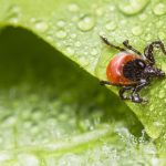 Preco klieste utocia prave na vas Vedci odhalili krvnu skupinu ktora ich najviac pritahuje Mozno ju mate aj vy