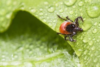 Preco klieste utocia prave na vas Vedci odhalili krvnu skupinu ktora ich najviac pritahuje Mozno ju mate aj vy