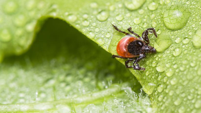 Preco klieste utocia prave na vas Vedci odhalili krvnu skupinu ktora ich najviac pritahuje Mozno ju mate aj vy