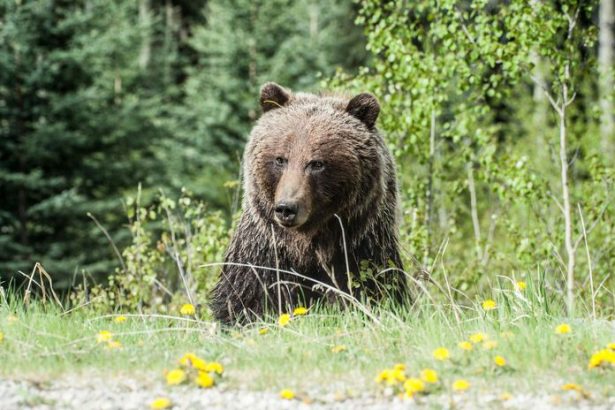 Sekundy hrozy na Urpine Medved napadol bezca zranenemu muzovi sa podarilo uniknut