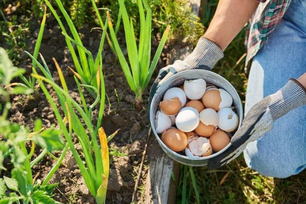 Vajecne skruppiny v zahrade pomahaju alebo skodia Pravda je ina ako si vacsina mysli