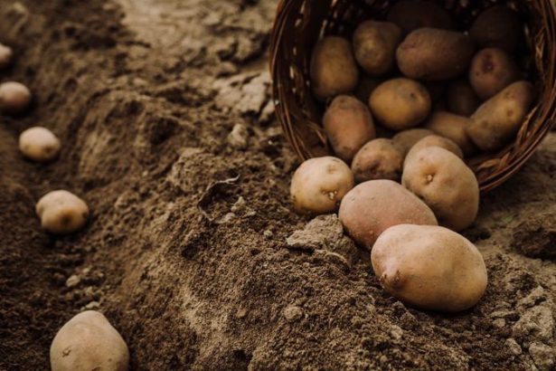 sadenie zemiakov v aprili ak ich zasadite hlboko alebo prilis huste hluzy byvaju male