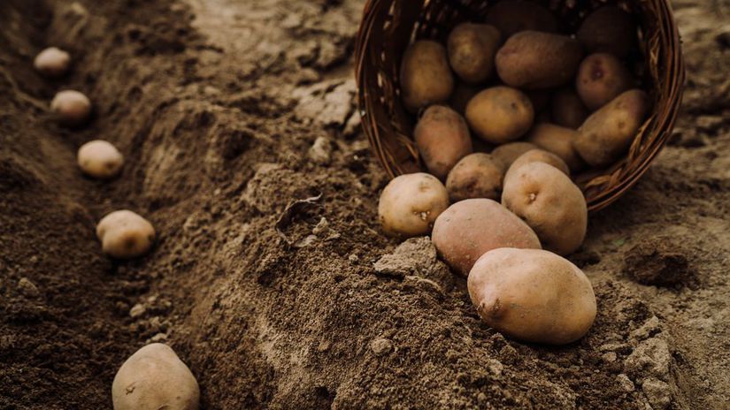 sadenie zemiakov v aprili ak ich zasadite hlboko alebo prilis huste hluzy byvaju male