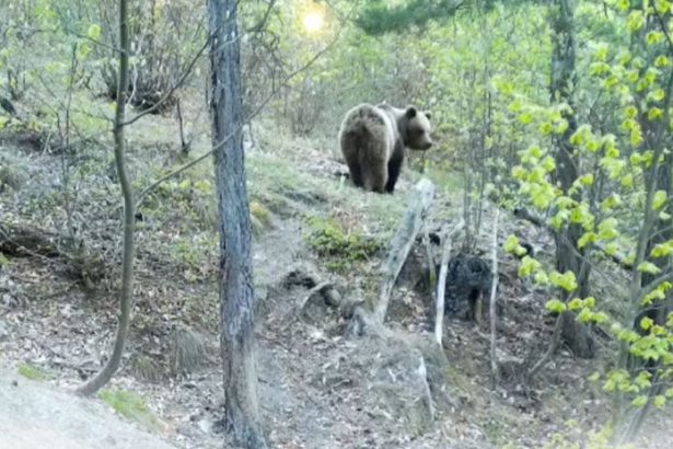 Minimalne ses medvedov sa potuluje v oblubenej rekreacnej zone Mesto vyzyva na zvysenu opatrnost