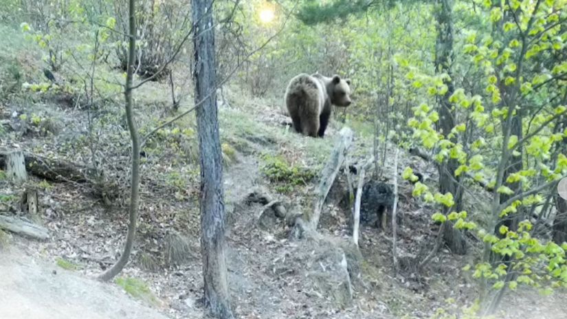 Minimalne ses medvedov sa potuluje v oblubenej rekreacnej zone Mesto vyzyva na zvysenu opatrnost