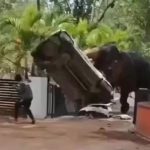 VIDEO Slon sa rozzuril v amoku nicil autae a usmrtil cloveka