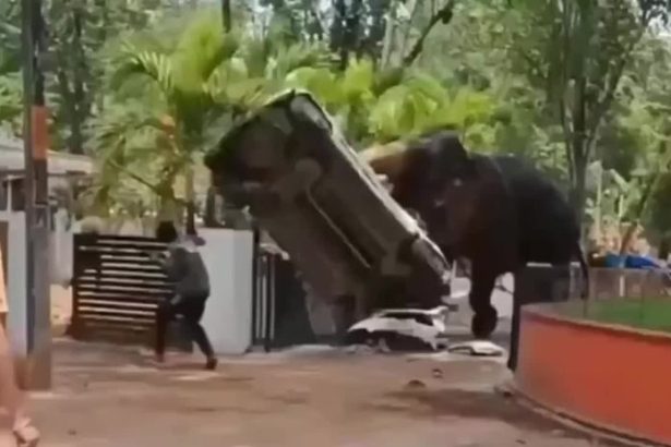 VIDEO Slon sa rozzuril v amoku nicil autae a usmrtil cloveka