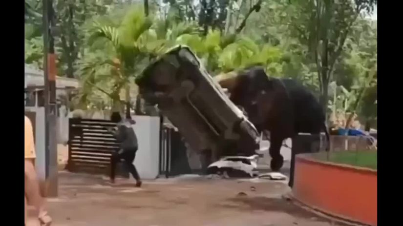 VIDEO Slon sa rozzuril v amoku nicil autae a usmrtil cloveka