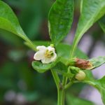 Paprika slabo kvitne alebo si neudrzi kvety Mozno ju zavlazujete sposobom ktory jej skodi
