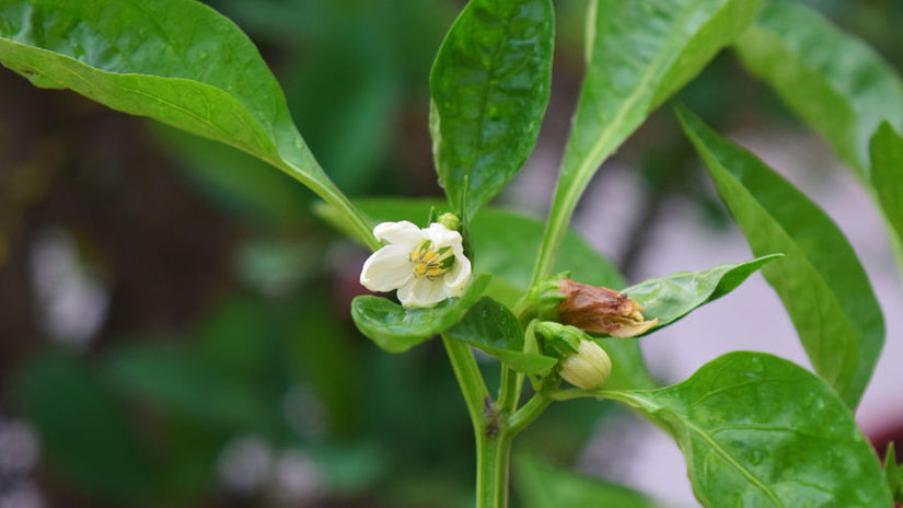 Paprika slabo kvitne alebo si neudrzi kvety Mozno ju zavlazujete sposobom ktory jej skodi