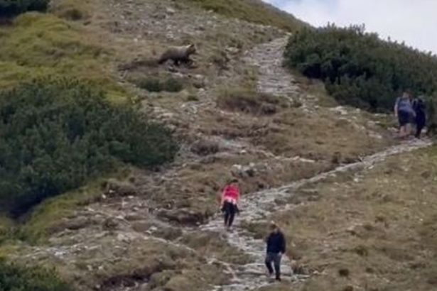 Stuhla im krv v zilah Tatransky medved prebehol priamo pomedzi sokovanych turistov komentar k videu bavi internet