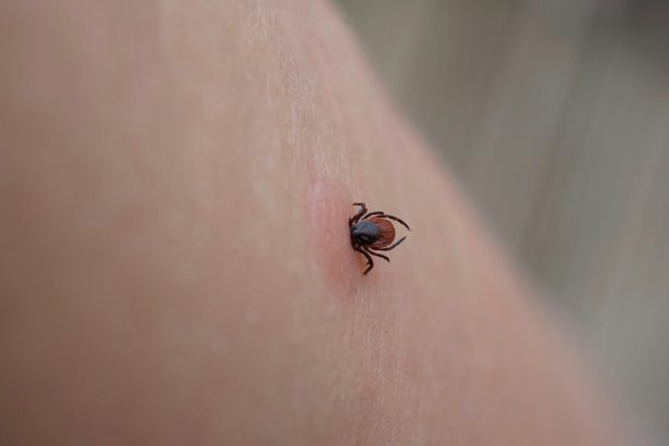 Nebezpecny moze byt aj obyczajny obed Uhryznutie klieom moze spustit smrtelnu alergiu na maso